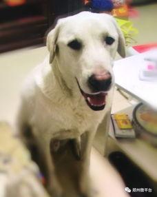 一个狗狗最新爆料视频在线观看,揭秘宠物界的秘密生活  第3张